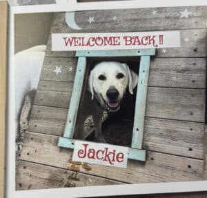 Labrador looking out through the window of a wooden playhouse decorated with signs reading "WELCOME BACK!!" and "Jackie".