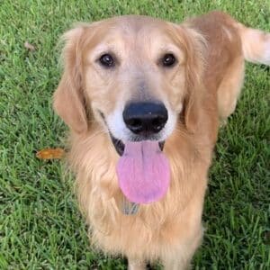 Golden retriever standing on grass, tongue out. Headshot.