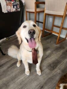 Light-colored golden retriever wearing a brown tie, sitting and looking at the camera with tongue out.