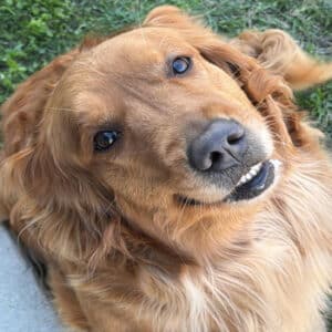 Golden retriever close‑up, headshot.