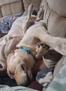 Light colored dog lying upside down on couch.