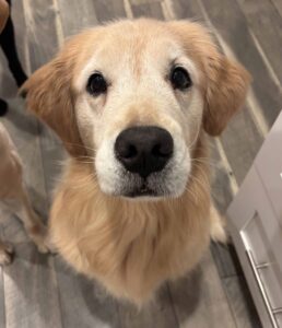 Golden retriever on wooden floor.