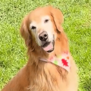 Golden retriever on grass with colorful bandana. Headshot.