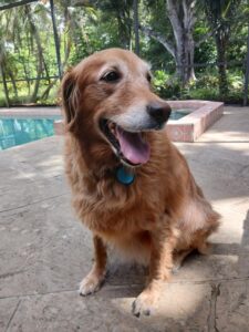 Golden sitting on stone floor with open mouth and tongue out. There are green trees in the background of this dog.