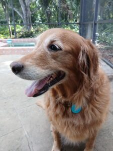 Golden sitting on stone floor with open mouth and tongue out. There are green trees in the background of this dog.