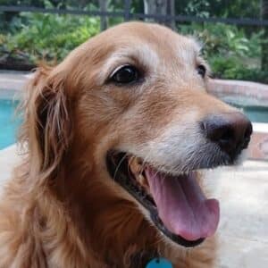 Headshot of a golden sitting on stone floor with open mouth and tongue out. There are green trees in the background of this dog.