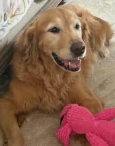 Golden retriever resting on carpet with pink plush toy.