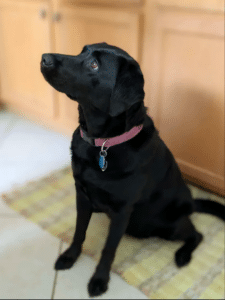Black dog with a pink collar sitting on a rug look to the left.
