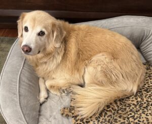 Light golden dog resting on gray pet bed with leopard blanket.