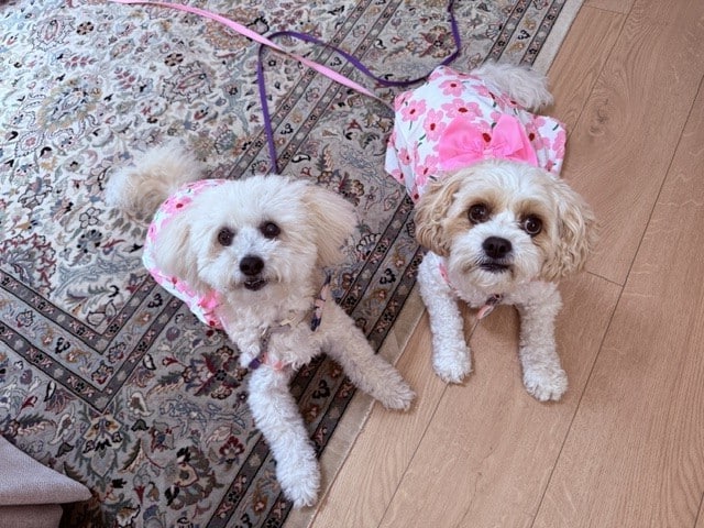 A Havanese and a Cavachon therapy dogs wearing matching floral dresses lying on a patterned rug.