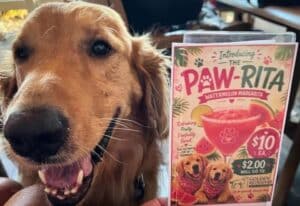 Golden retriever dog's face next to the ad for the event.