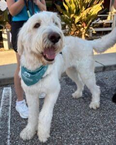 White retriever standing, looking at the camera, at the Yappy Hour event.