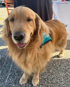 A golden retriever at the Yappy Hour event looking at the camera.