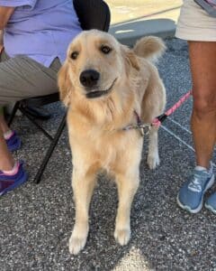 A golden retriever at the Yappy Hour event looking at the camera.