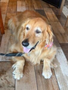 A golden retriever at the Yappy Hour event lying on the floor.
