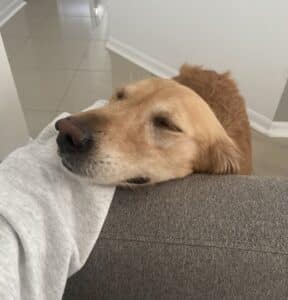 Golden resting their head on a couch armrest with their eyes closed. Their foster parent is reaching out to touch their head.