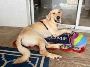 A light colored dog lying on a "welcome" mat with a ball near by.