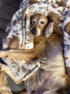 Golden retriever lying on its back wrapped in a cream and brown patterned fleece blanket with one front paw raised beside its face and eyes half open.