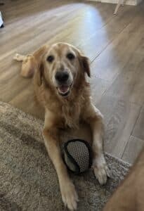 Golden retriever lying on a wood floor with front legs stretched onto a gray rug, looking at the camera with mouth open and a gray mesh ball toy between its paws.