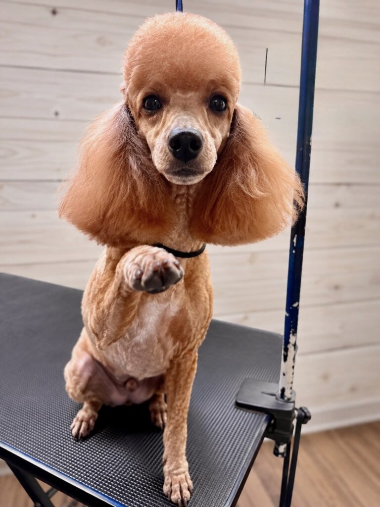 Ginger, a freshly groomed apricot Miniature Poodle, sits on a grooming table and raises one paw.