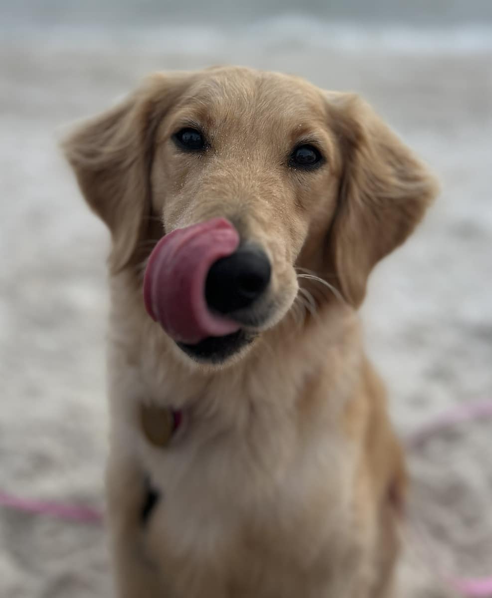 A blonde golden, Lady, sitting at the beach, looking at the camera with her tongue out.