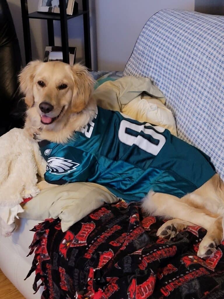 Golden retriever therapy dog resting on a couch wearing an Eagles football jersey.