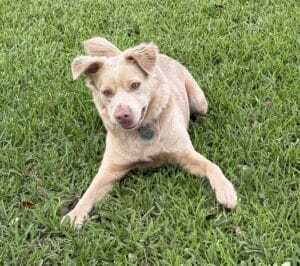 Pearl, a golden blend, laying in the grass.