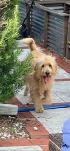A shaggy tan dog walks toward the camera along a garden path, with tongue out and fluffy tail raised.