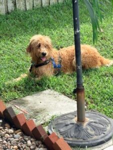 A tan shaggy dog rests in the grass behind a patio umbrella pole, looking toward the camera.