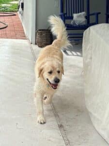 A cream-colored golden retriever walks toward the camera on a covered patio, with tail raised and tongue out.