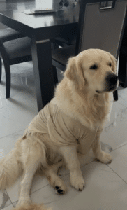 A cream colored golden retriever sits on a tiled dining room floor wearing a beige shirt.