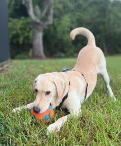 Playful Lab down in a play bow on the grass, holding an orange ball toy.