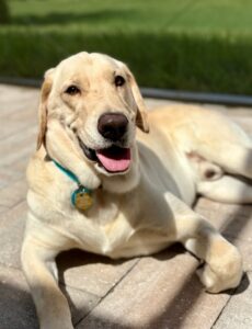 Labrador Retriever lounging in the sun with his tongue out.